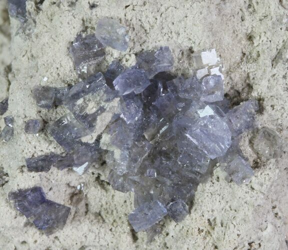 Purple/Gray Fluorite Cluster - Marblehead Quarry Ohio #81196